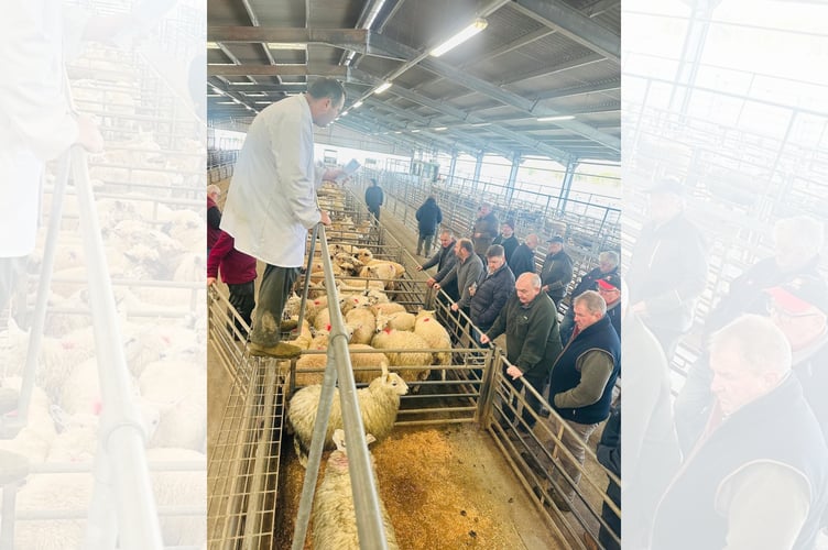 Scenes from the livestock sale at Brecon Market