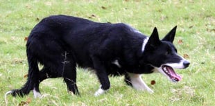 Powys handlers feature in Skipton’s online sheepdog sale