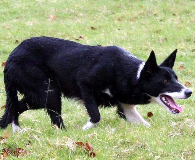 Powys handlers feature in Skipton’s online sheepdog sale