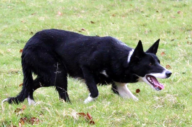 Sue, the 13-month-old part-broken black and white bitch from South Yorkshire, sold for £10,100