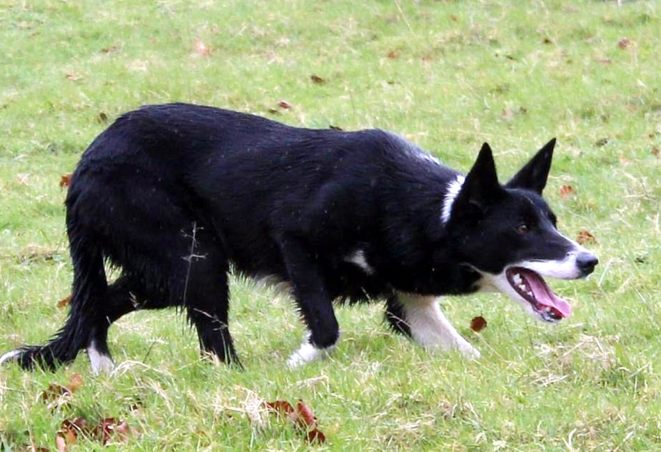 Powys handlers feature in Skipton’s online sheepdog sale