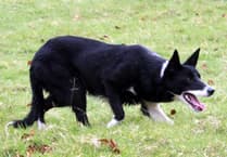 Powys handlers feature in Skipton’s online sheepdog sale