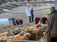 Short show fails to dent Brecon sheep prices