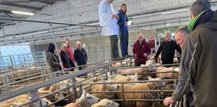 Short show fails to dent Brecon sheep prices