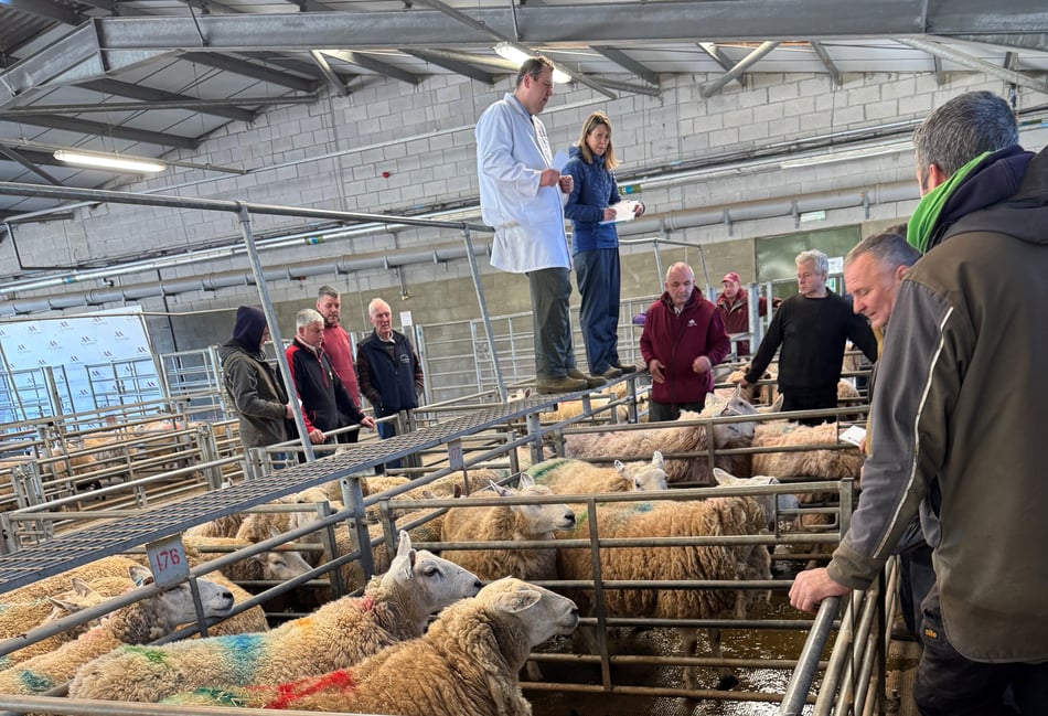 Short show fails to dent Brecon sheep prices