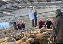 Market report: Short show fails to dent Brecon sheep prices