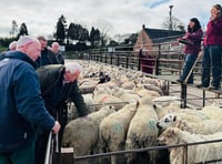 Market report: Excellent trade at Knighton in pre-Easter sale