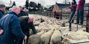 Market report: Excellent trade at Knighton in pre-Easter sale