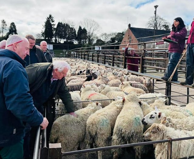 Market report: Excellent trade at Knighton in pre-Easter sale