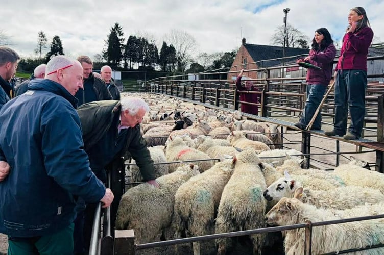 Hoggets, ewes and rams sold to strong prices at Knighton Market ahead of Easter