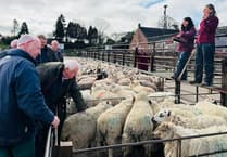 Market report: Excellent trade at Knighton in pre-Easter sale