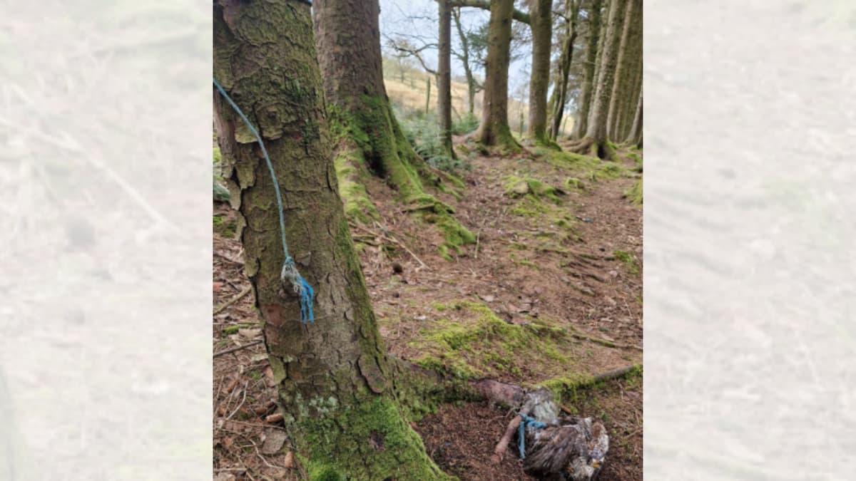 RSPCA appeals after dead buzzard found tied to tree | brecon-radnor.co.uk