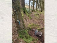RSPCA appeals after dead buzzard found tied to tree