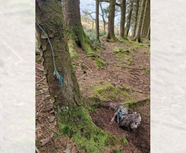 RSPCA appeals after dead buzzard found tied to tree
