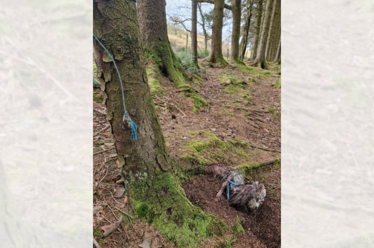 RSPCA Cymru is seeking information following the discovery of a buzzard tied to a tree root