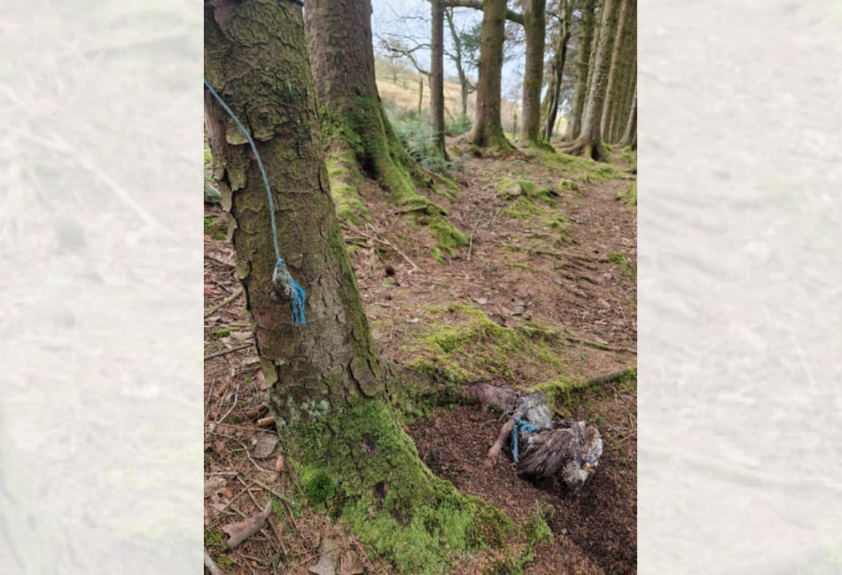 RSPCA appeals after dead buzzard found tied to tree
