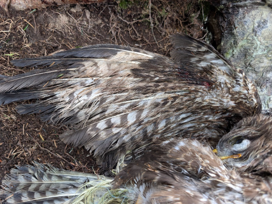 The bird of prey was found in woodland near Llanbrynmair