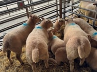 Market report: Spring lamb trade holds firm at Brecon