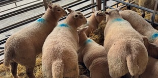 Market report: Spring lamb trade holds firm at Brecon