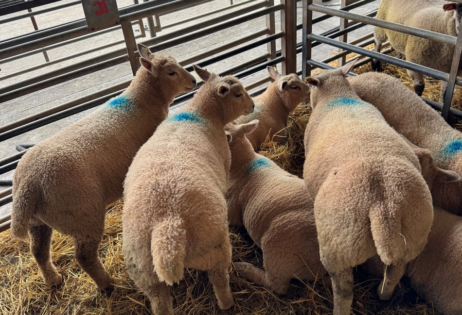 Market report: Spring lamb trade holds firm at Brecon
