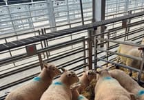 Market report: Spring lamb trade holds firm at Brecon