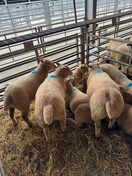 Spring lambs met a firm trade at Brecon Market on Tuesday