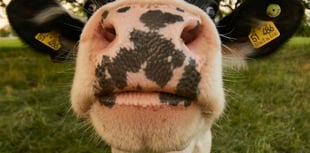 Voters to weigh animal welfare in election