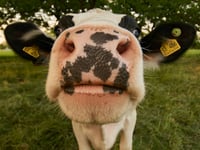 Voters to weigh animal welfare in election
