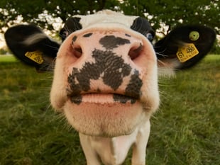 Voters to weigh animal welfare in election