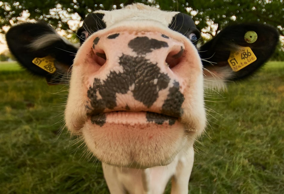 Voters to weigh animal welfare in election