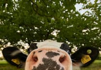 Voters to weigh animal welfare in election