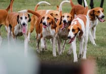 91,000 urge Government to drop trail hunting ban