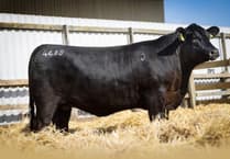 Rawburn Production Sale sets new UK and European record for an Aberdeen Angus