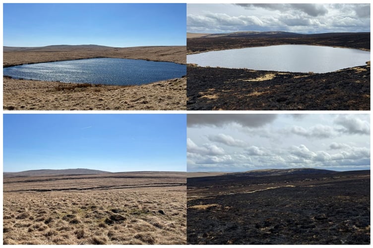 Molinia grasses across Strata Florida before and after the 2025 wildfire.
