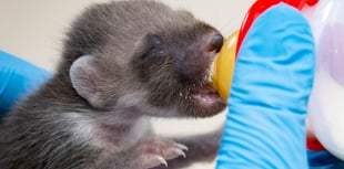 Two-week-old pine marten rescued from Powys rubbish bin