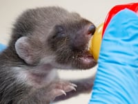 Two-week-old pine marten rescued from Powys rubbish bin