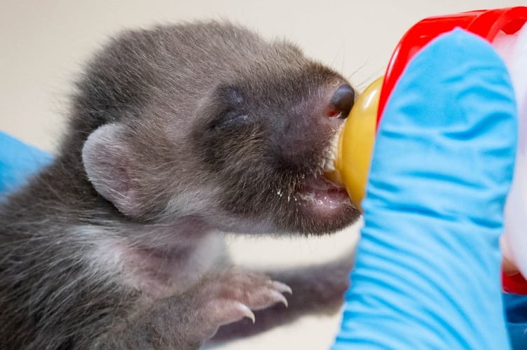 The two-week-old pine marten rescued from a rubbish bin in Powys, Wales. One of the UK's rarest native mammal species has been rescued - from a rubbish bin.The two-week-old pine marten was handed in to a wildlife hospital on April 21 weighing just 105 grams. The tiny kit was found in a rubbish bin with two of his deceased siblings.The pine marten found in Powys, Wales, was then brought into the centre by a hedgehog carer who believed he might be a fox cub.
