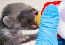 Two-week-old pine marten rescued from Powys rubbish bin