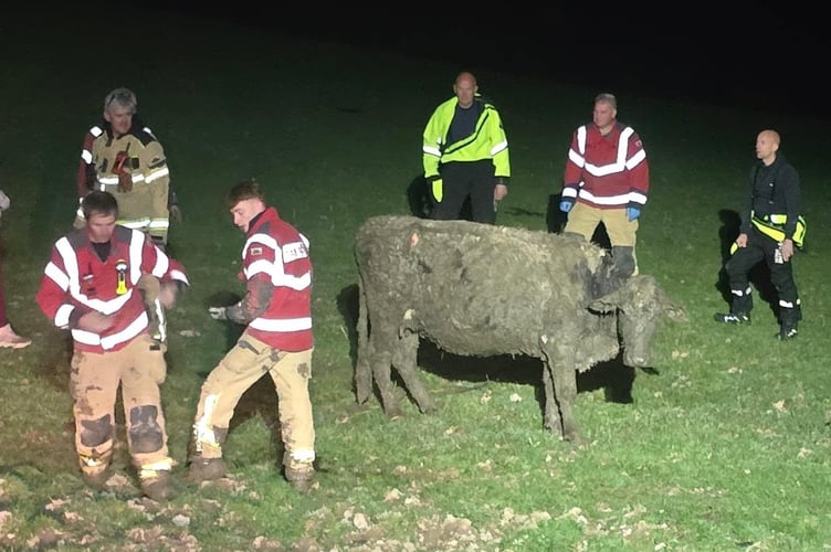 The cow was soon back on its feet after being freed from the mud