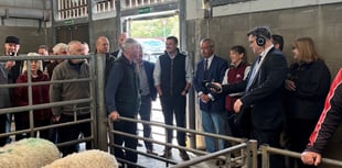 Market report: Strong trade for spring lambs at Brecon market