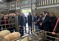 Market report: Strong trade for spring lambs at Brecon market