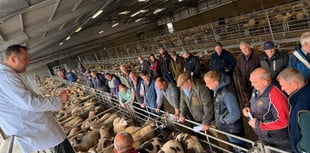 Market report: High prices and strong demand at Brecon