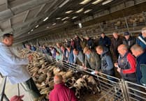 Market report: High prices and strong demand at Brecon