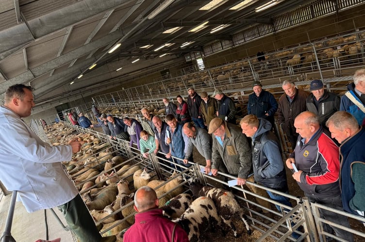 There was plenty of demand at Brecon this week as strong trade was seen across the store