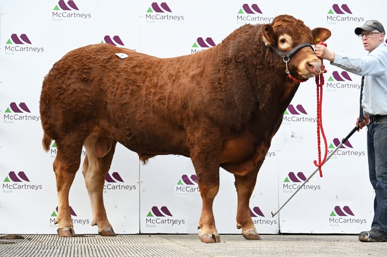 Lot 7 Nealford Voodoo 9,000gns from Mr JH Neale & Son, Cornwall.