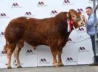 Bulls in demand as Brecon sale hits 14,000gns top price