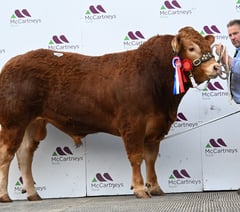 Bulls in demand as Brecon sale hits 14,000gns top price