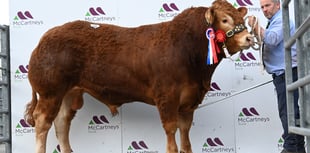 Bulls in demand as Brecon sale hits 14,000gns top price