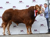 Bulls in demand as Brecon sale hits 14,000gns top price