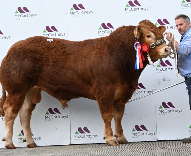Bulls in demand as Brecon sale hits 14,000gns top price